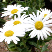 塩竈市の花