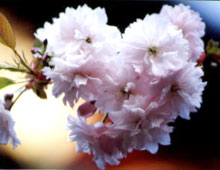 鹽竈桜
